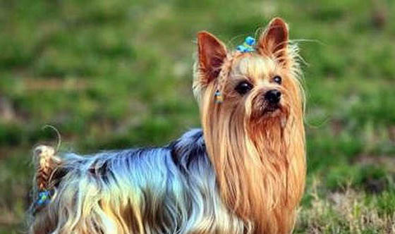 約克夏真正認主人的表現