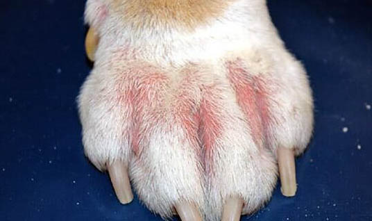 如何訓練寵物犬聽命前進
