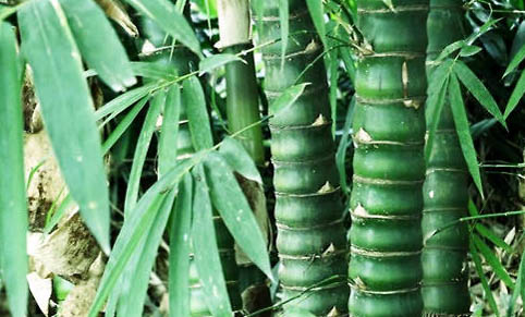 羅漢魚魚苗多久能長大？