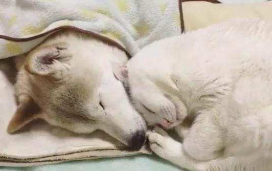 讓貓咪親近你的方法