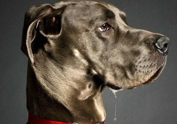 哪里有大丹犬出售