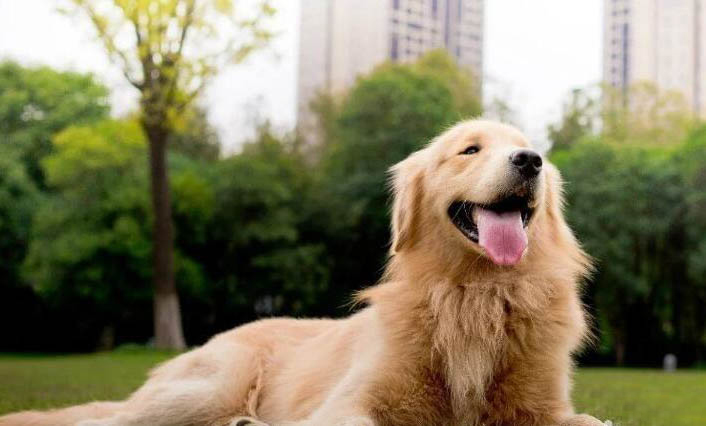 狗狗會不會來月經