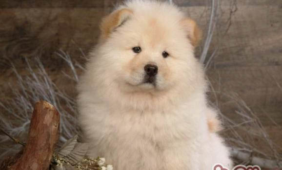 松獅犬狗狗得皮膚病怎么預(yù)防呢?