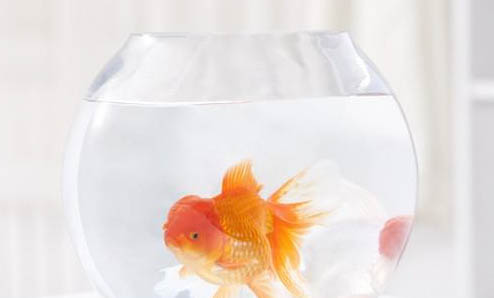什么龜可以和魚一起養(yǎng)?