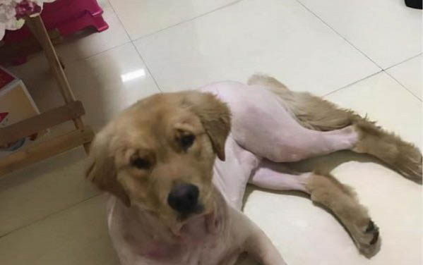 金毛犬價(jià)格多少