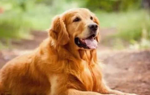 怎樣訓練金毛尋回犬