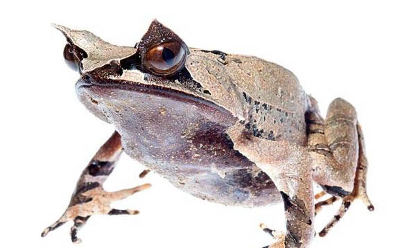 角蛙好養(yǎng)嗎?