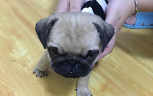 巴哥犬生產前喘氣急促