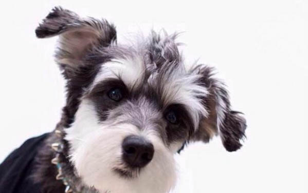 狗狗上眼皮腫了一個疙瘩，怎么辦？