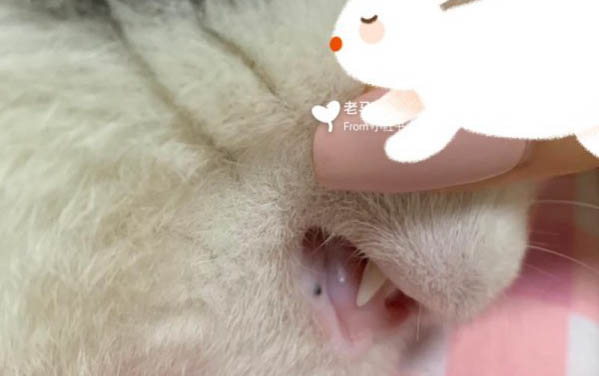 貓咪突然尿量特別大是什么原因