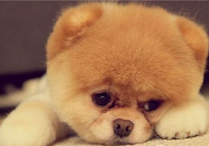 博美犬抽搐發(fā)抖站立不穩(wěn)