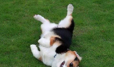 柯基犬和比熊哪個好養(yǎng)