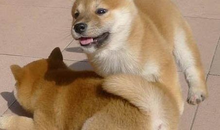 秋田犬和柴犬哪個好?