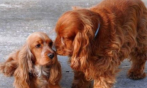 可卡犬手術傷口多久能愈合