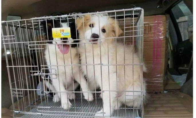 狗狗器官衰竭能活多久