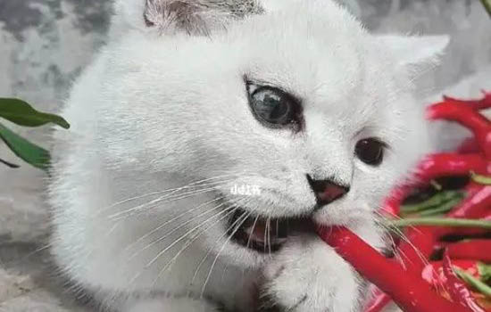 貓咪犯錯怎么懲罰