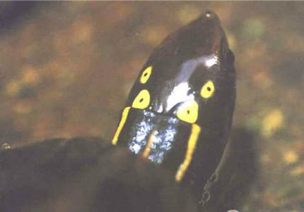 四眼斑水龜能活多少年