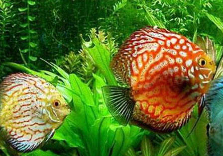 七彩神仙魚和什么魚可以混養