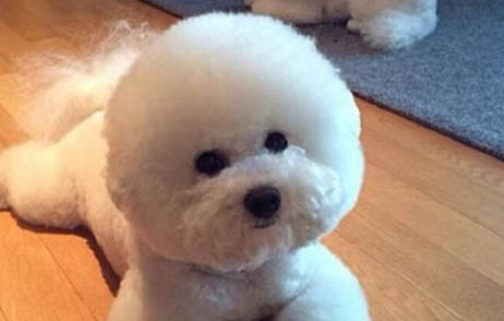 如何防止狗亂叫
