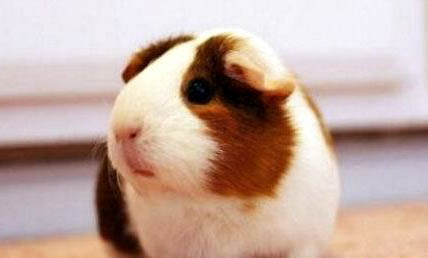 荷蘭豬一直叫怎么回事