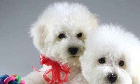 純種比熊犬多少錢一只?
