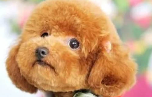 泰迪狗心臟病癥狀有哪些