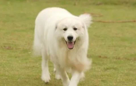 大白熊犬價(jià)格 大白熊犬多少錢一只