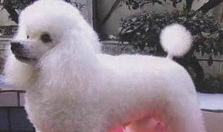 貴賓犬多久拉一次粑粑