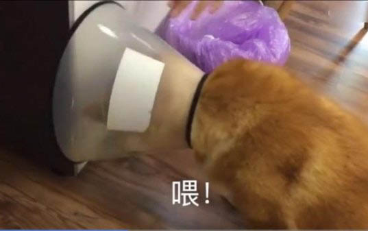狗狗皮膚發紅脫毛,可能是以下原因: