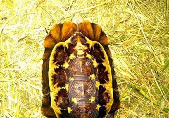 中國陸龜有哪些品種