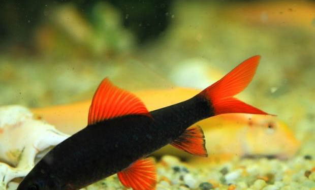 小型熱帶魚魚糧品牌
