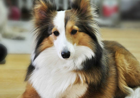 蘇格蘭牧羊犬突然不愛吃東西的原因及處理方法