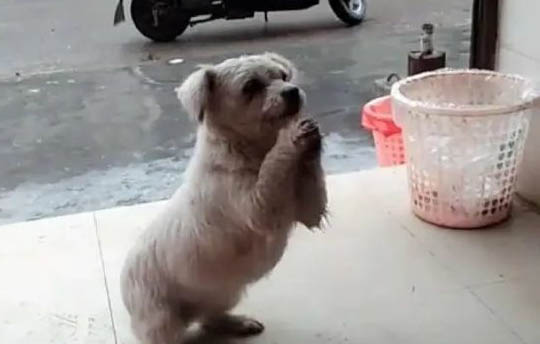 狗狗多久不喝水會死