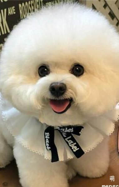 比熊幼犬怎么區分公母