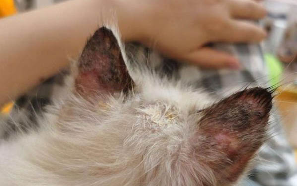 貓咪鼻子磕破了多久能恢復