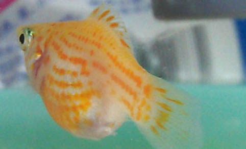 瑪麗魚怎么看快生了