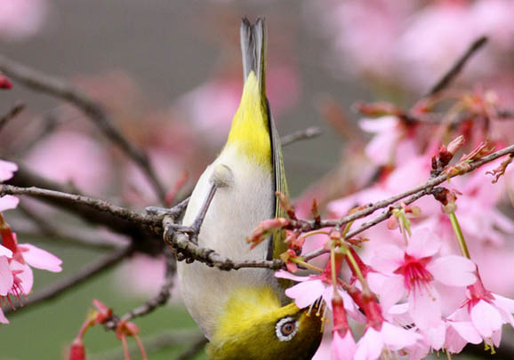 繡眼鳥(niǎo)的挑選秘訣