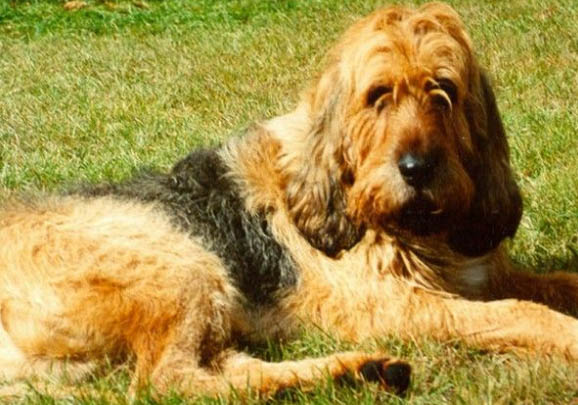 田野小獵犬打嗝怎么辦