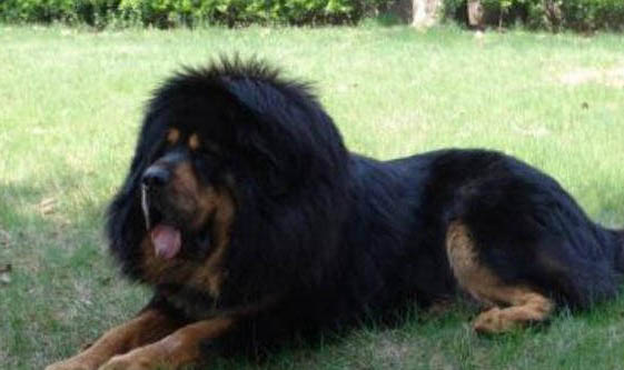 藏獒幼犬價格一般多少