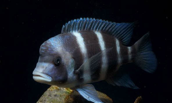 漂亮好養(yǎng)的熱帶魚