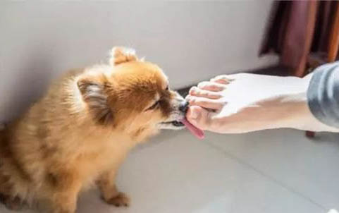 為什么狗狗能吃牛奶呢