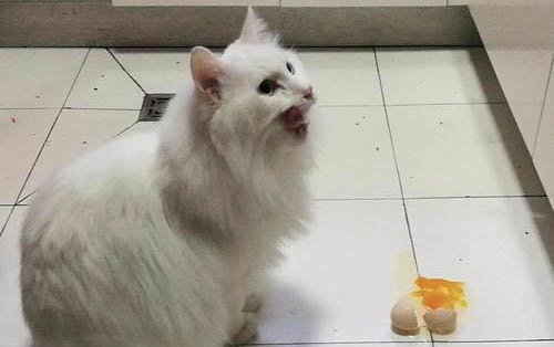 小貓生病的癥狀
