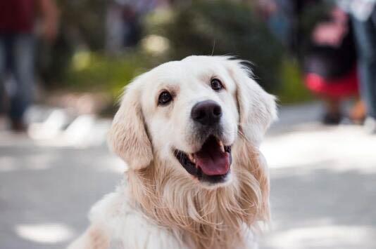 哪里有喜樂蒂犬舍