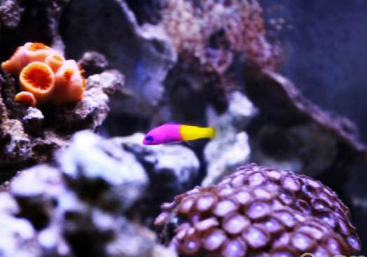 魚生完小魚后多久出卵