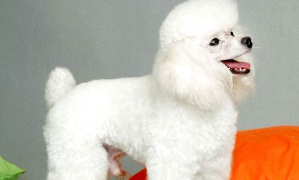 貴賓犬多久刷一次牙比較好