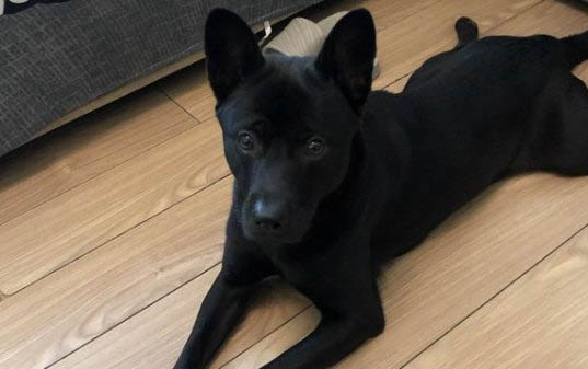 狗狗懷孕后多久洗澡比較好