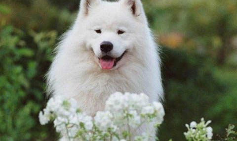 薩摩耶犬哪里有賣