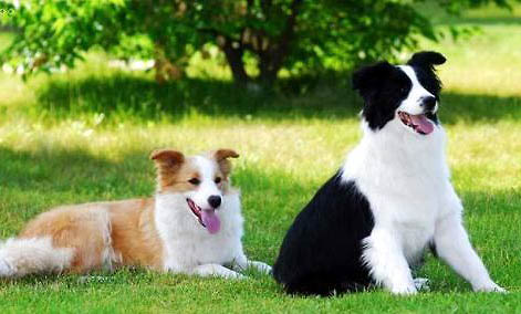 蘇格蘭牧羊犬修剪毛發(fā)