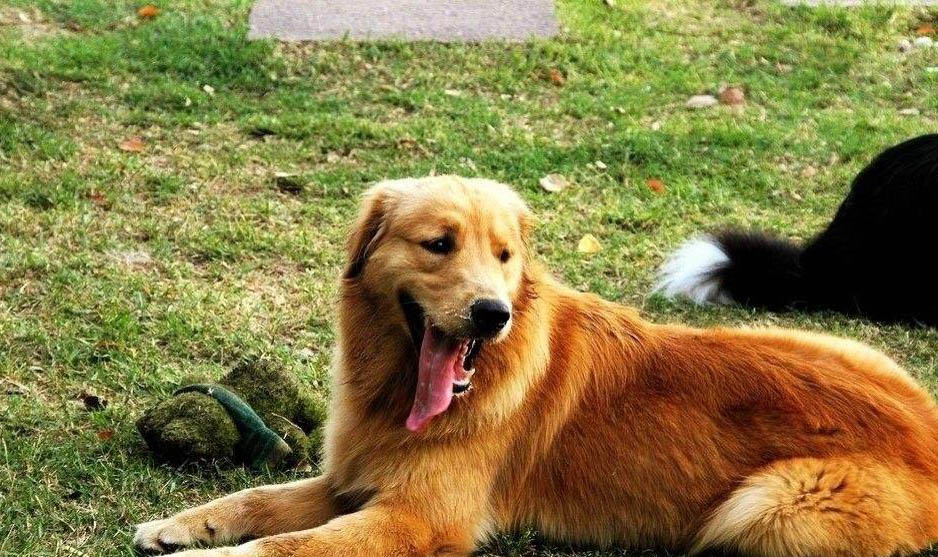 金毛犬腹部腫大,如何判斷是否腹水?