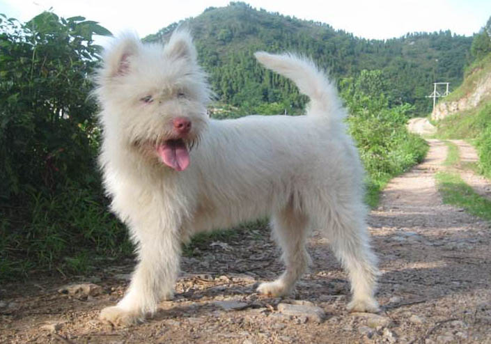 下司犬口吐白沫是什么原因